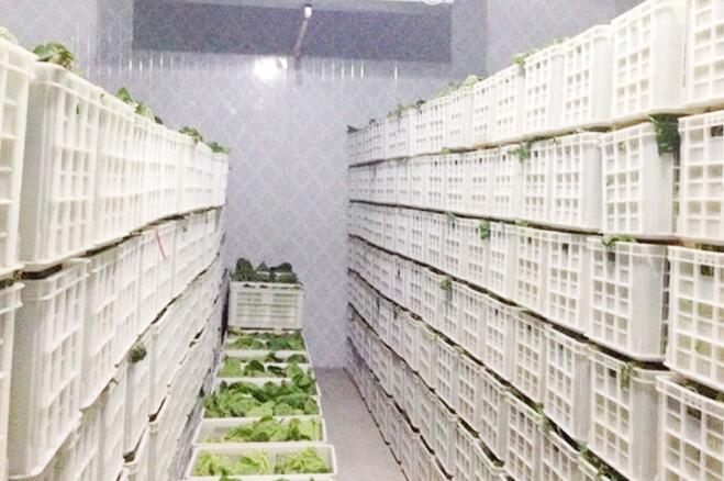 蔬菜保鮮冷庫存儲技術及保鮮期限，由茄子视频APP官网廠家來解釋